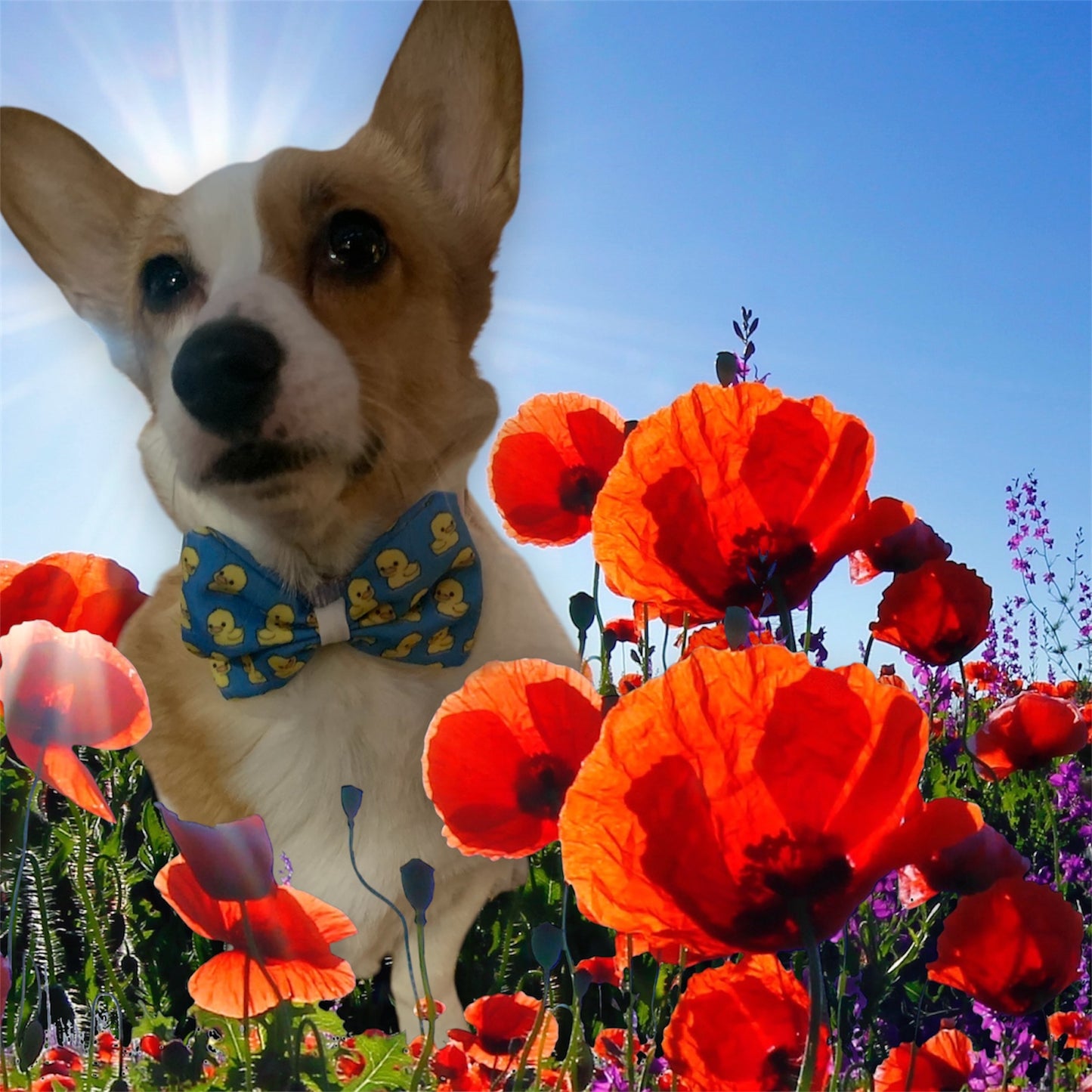 Rubber duckie handmade dog bowtie. Exclusive print