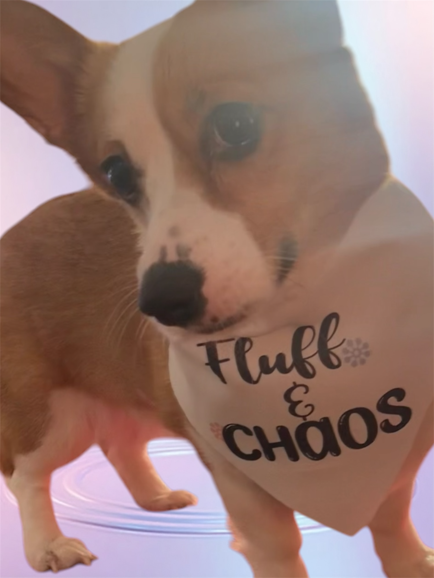 FunBoop dog bandana. Statement. Fluff & Chaos