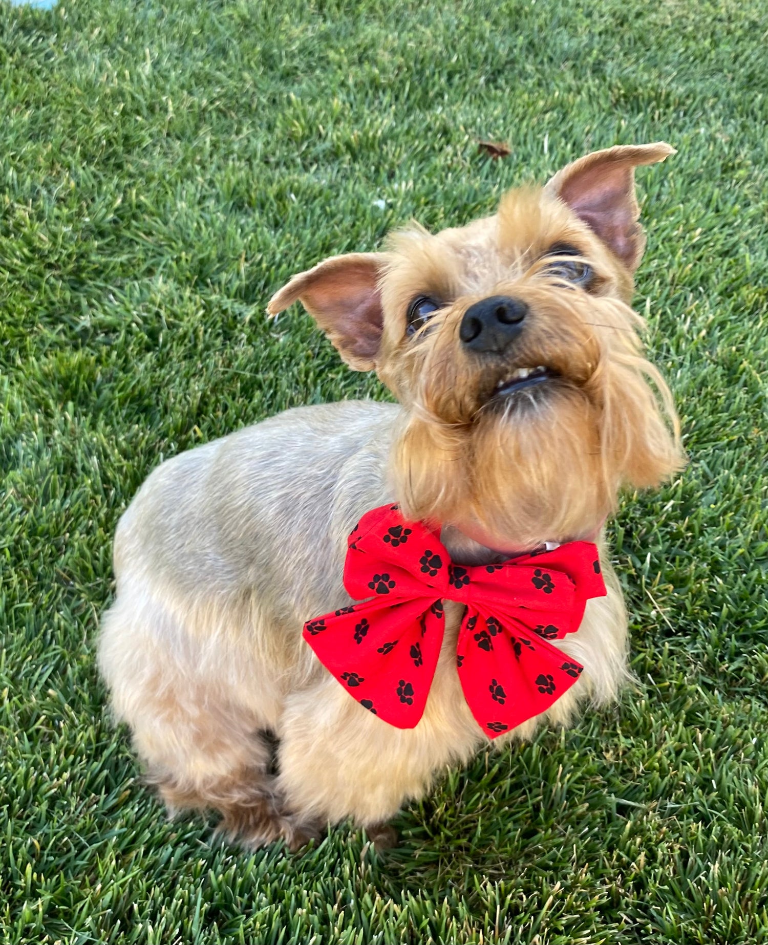 Handmade dog bowties