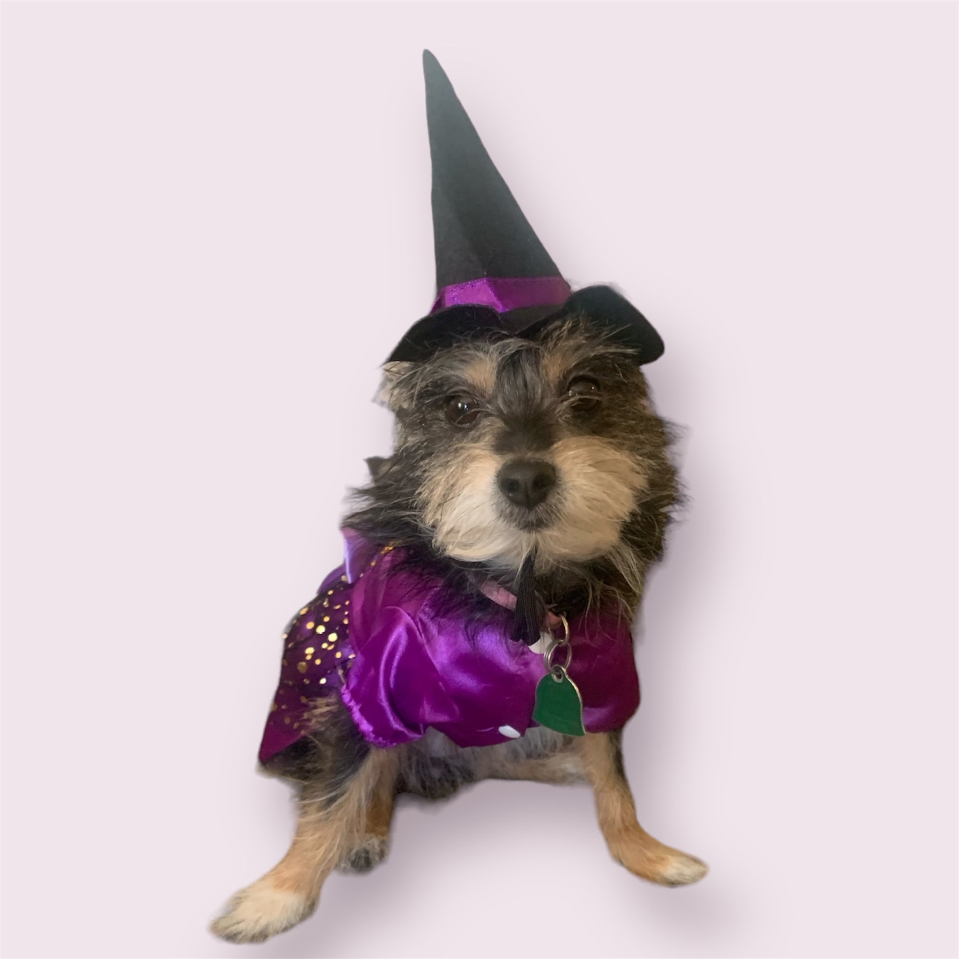 witch dress for cats and dogs 