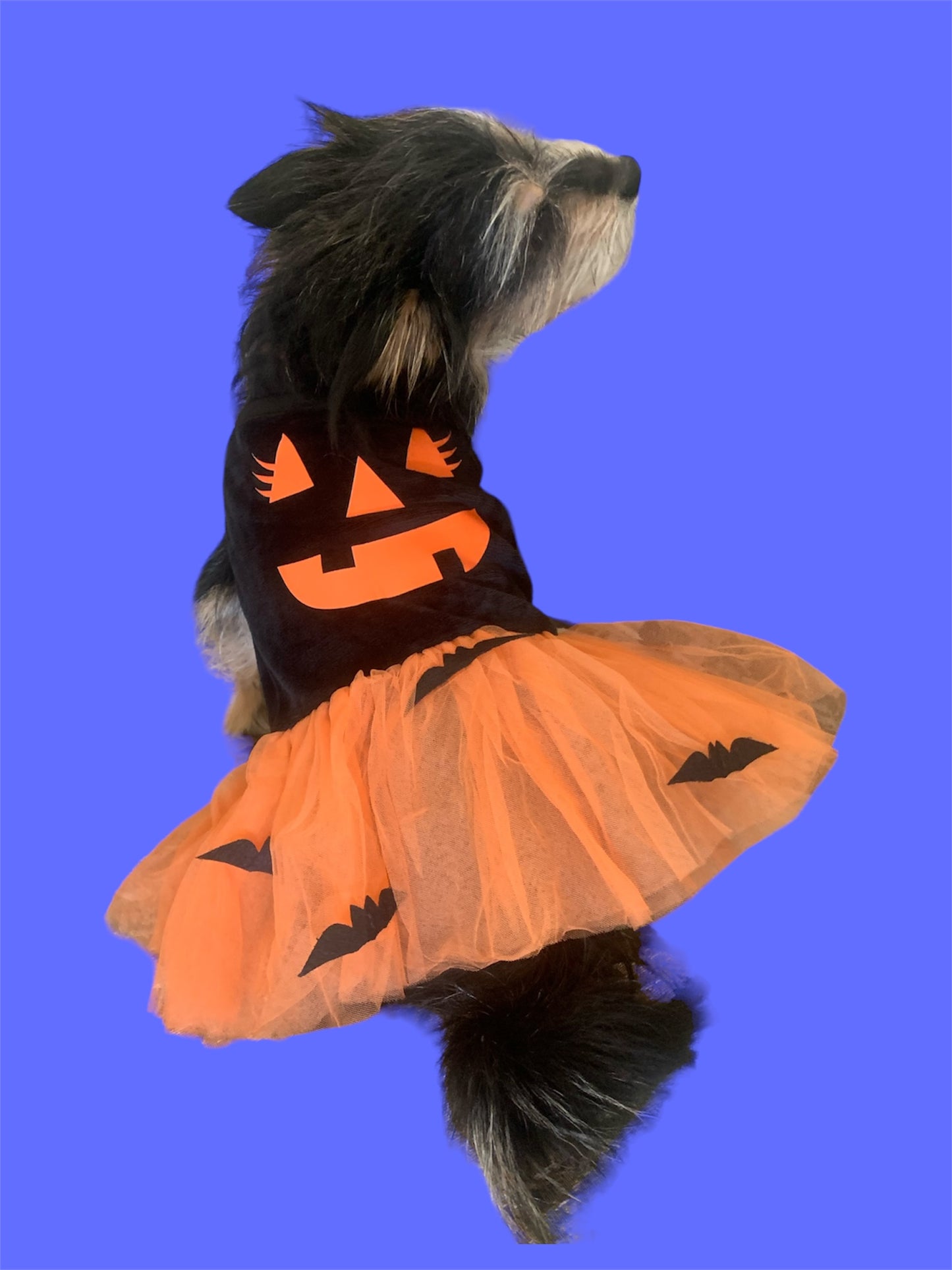 pumpkin dress for dogs and cats