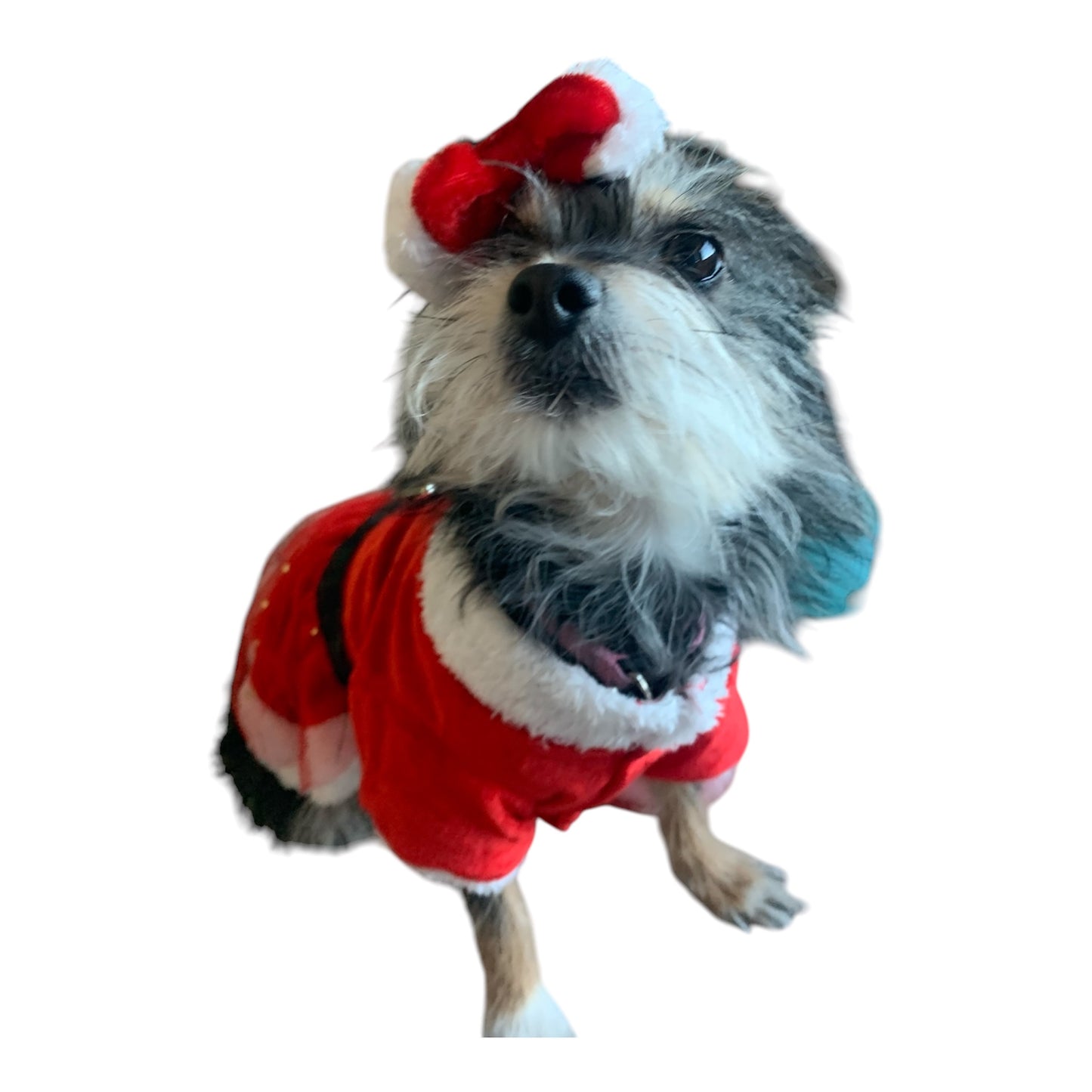 Dog Christmas dress with bow.