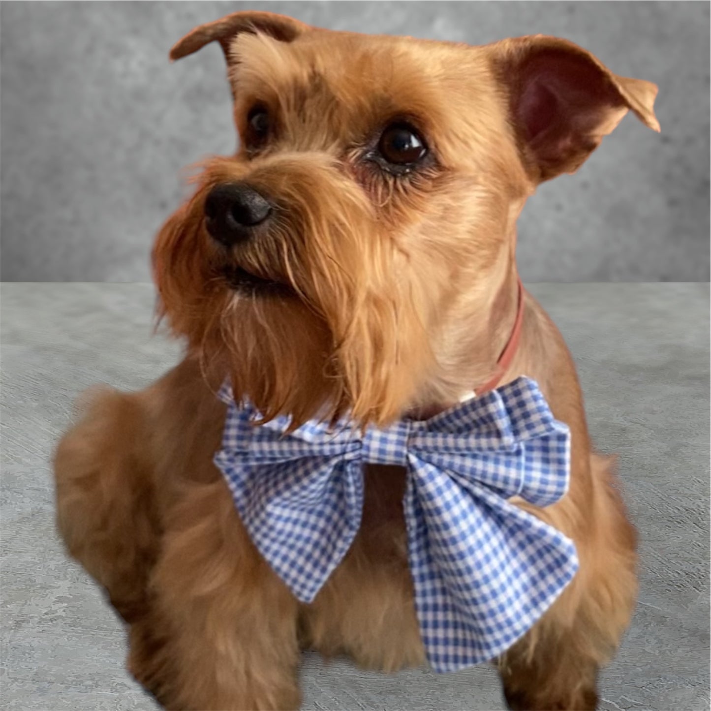 Oversized handmade dog bowtie gingham blue white