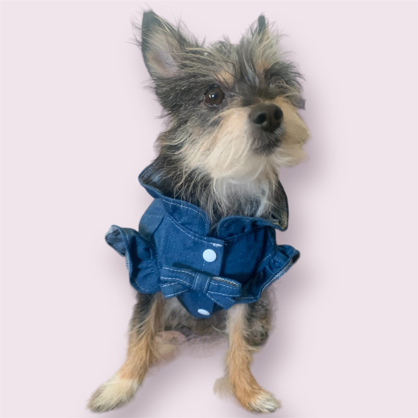 soft jean dress for dogs and cats