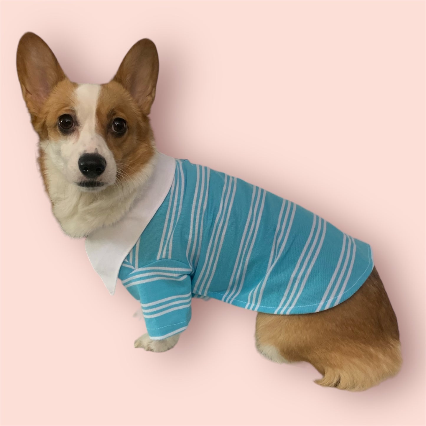 polo shirt for dogs and cats