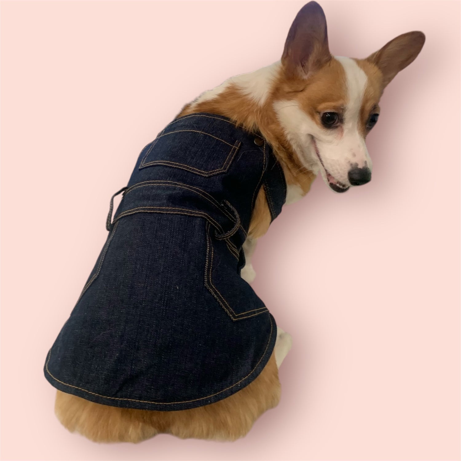 denim overall for dogs corgi in a overall