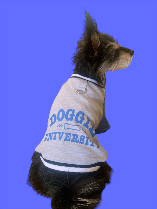 sweater for dogs doggie university