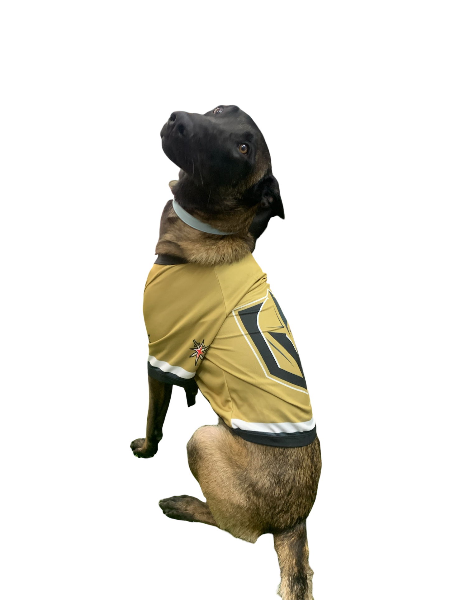 xxl licensed vegas golden knight jersey for dogs and big cats