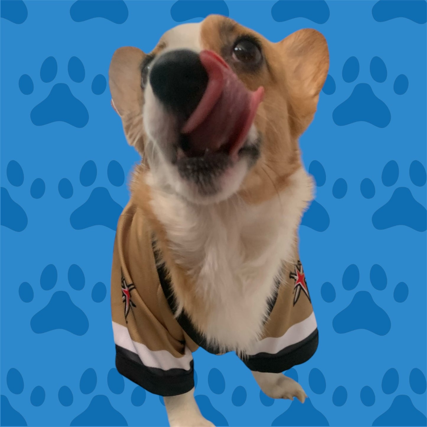 las vegas corgi in an licesed golden knight jersey for cats and dogs