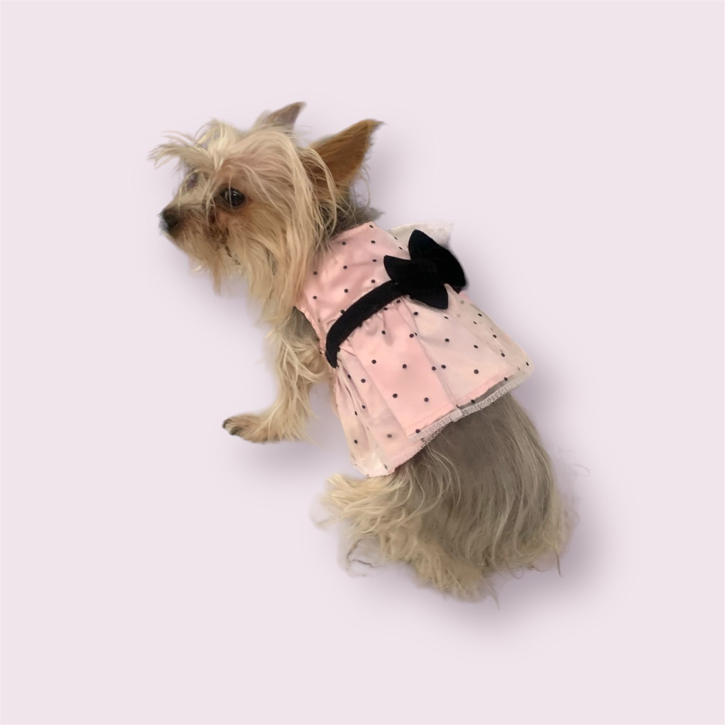 pink polka dot dress for dogs and cats